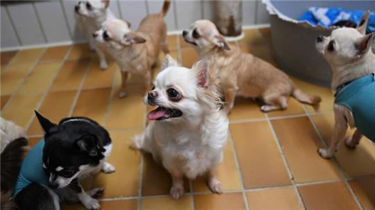 Der Stuttgarter Fund von 68 Chihuahua-Rassehunden einer überforderten Züchterin sorgte zuletzt für Aufsehen.