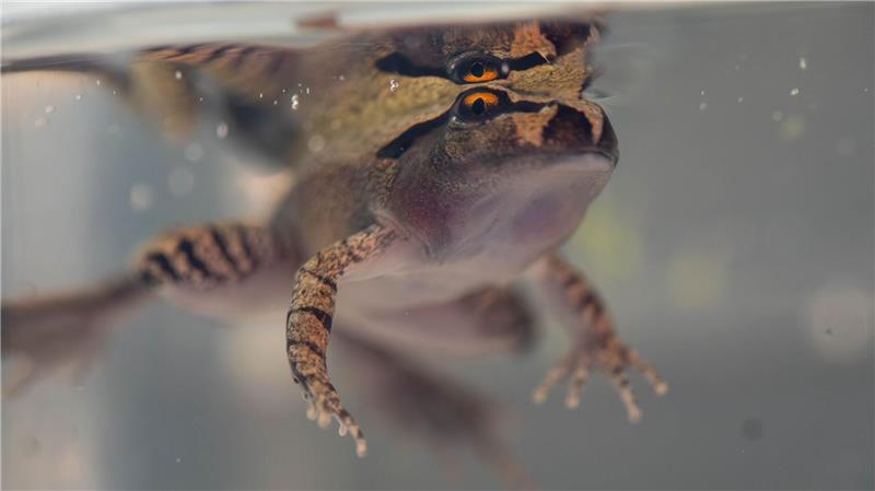 Der Südliche Stotterfrosch ist derzeit bei Aussie Ark in allen Entwicklungsstufen zu sehen, auch während der Metamorphose.