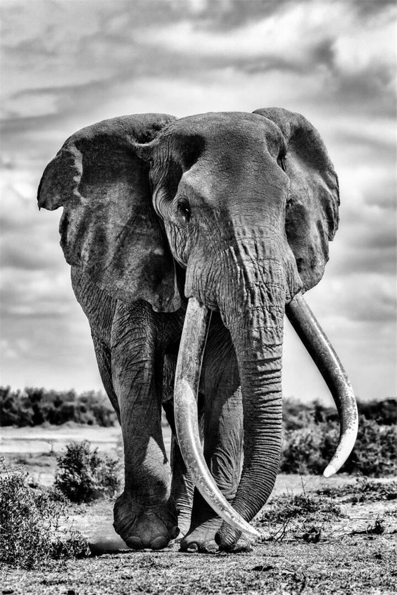 Der Super Tusker namens Craig, ein seltener afrikanischer Elefantenbulle, verstarb Anfang Januar.