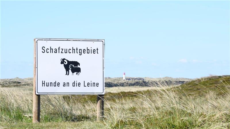 Der Sylter Goldschakal ist nicht mehr auffällig geworden. (Archivbild)