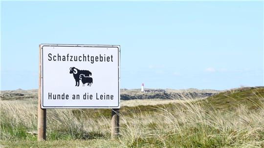 Der Sylter Goldschakal ist nicht mehr auffällig geworden. (Archivbild)
