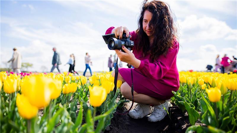 Der Tag des offenen Tulpenfeldes zieht Tausende Besucher an. 