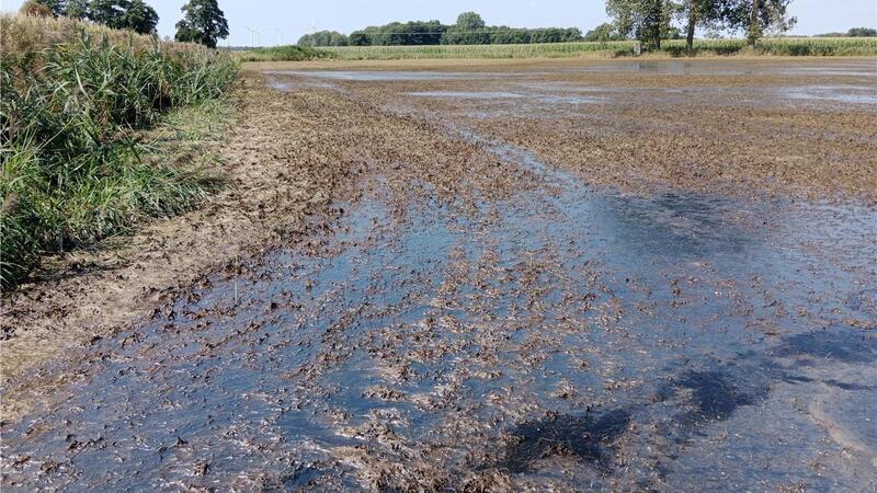 Fischsterben 2023: Anglerverband legt Abschlussbericht vor Der Tatort: Das vergorene Wasser fließt von den Flächen - hier an der Aue/Mehde - ab. Mit ihm gelangen Unmengen organischen Materials in die Bäche und Gräben und zehren den verbliebenen Sauerstoff auf.