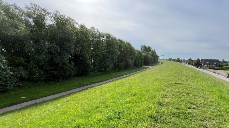 Der Tide-Auwald (links) wird für die Deicherhöhung nicht angetastet.