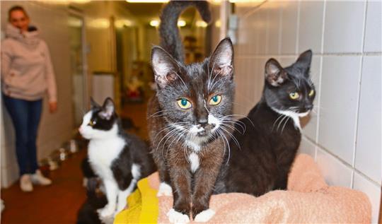 Der „Tiergnadenhof Rasselbande“ ist eigentlich kein klassisches Tierheim. Die meisten Tiere sind entweder alt oder krank. Derzeit jedoch wimmelt es in Sandbostel vor oft jungen Katzen. Foto: Algermissen