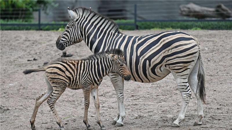 Ozzy, Carlos und Taio - Nachwuchs im Tierpark Hagenbeck Der Tierpark Hagenbeck hat drei neue Jungtiere vorgestellt.