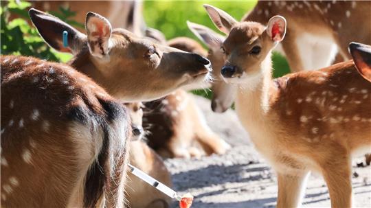 Der Tierpark freut sich wieder über viel Nachwuchs bei den Sikahirschen.