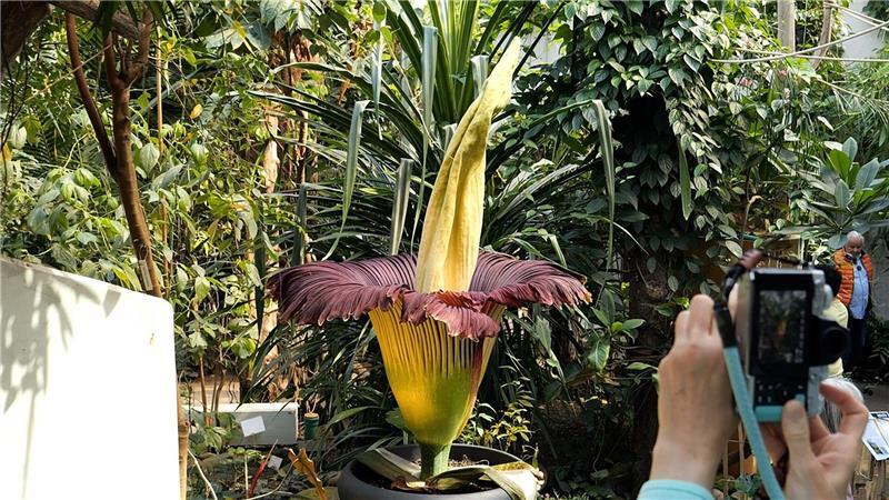 Seltene Titanenwurz-Blüte in Bremen ist aufgegangen Der Titanenwurz, die größte Blume der Welt, blüht jetzt in Bremen.
