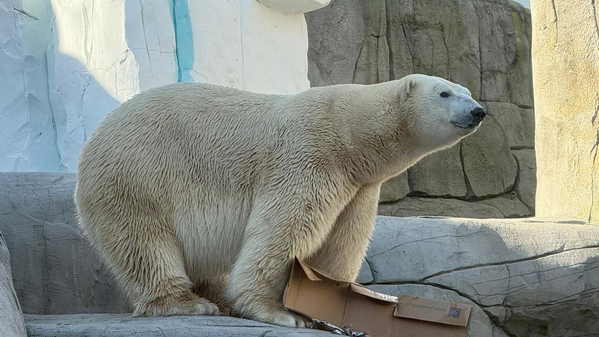 Hagenbeck: Dänischer Eisbär zieht nach Hamburg