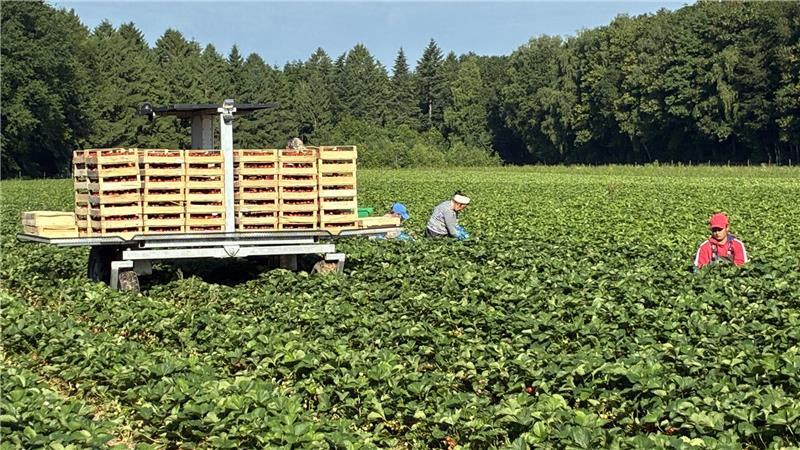 Der Transportroboter von Ant Robotics fährt auf dem Erdbeerfeld autonom durch die Reihen.