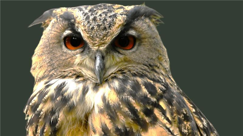 Der Uhu ist der Gigant unter den Eulen. Im Ökosystem hat er eine wichtige Rolle.