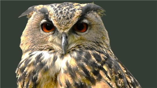 Der Uhu ist der Gigant unter den Eulen. Im Ökosystem hat er eine wichtige Rolle.