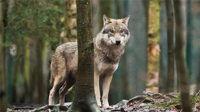 Der Umgang mit dem Wolf polarisiert: Gerade auf dem Land fordern viele, Problemwölfe abzuschießen.