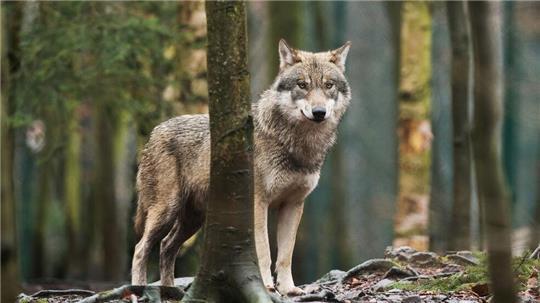 Der Umgang mit dem Wolf polarisiert: Gerade auf dem Land fordern viele, Problemwölfe abzuschießen.