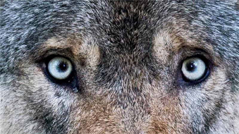 Der Umgang mit dem Wolf sorgt in Deutschland für Diskussionen. (Archivbild)