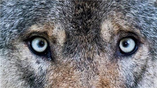 Der Umgang mit dem Wolf sorgt in Deutschland für Diskussionen. (Archivbild)