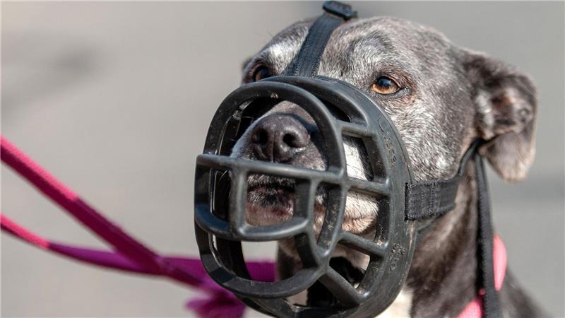 Der Umgang mit gefährlichen Hunden soll reformiert werden. (Symbolbild)