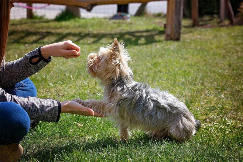 Der Unterricht in einer Hundeschule ist ab sofort nicht mehr erlaubt. Foto: Pixabay