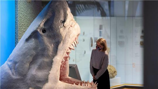 Der Urzeit-Hai Megalodon wurde lange als gigantische Version eines Weißen Hais angesehen. (Archivbild)