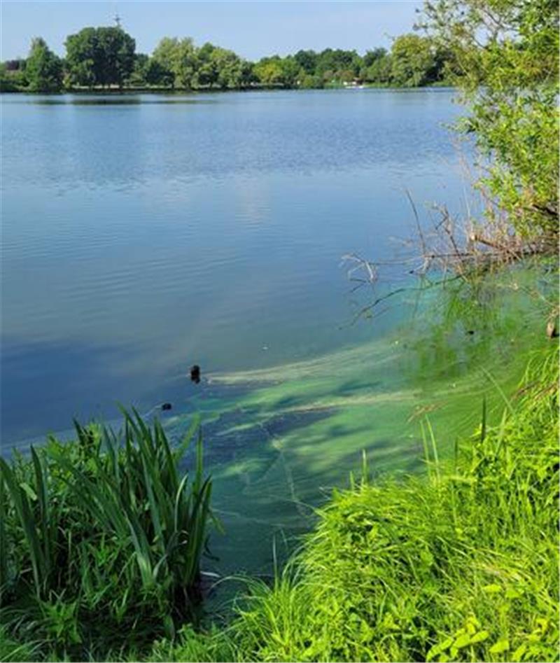 Baden nur auf eigene Gefahr: Vörder See hat immer wieder Probleme mit Blaualgen Der Vörder See in 2023.
