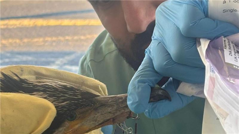 Verletzter Kormoran pickt gegen Tür von Notaufnahme Der Vogel hatte einen für ihn gefährlichen Angelhaken im Schnabel.