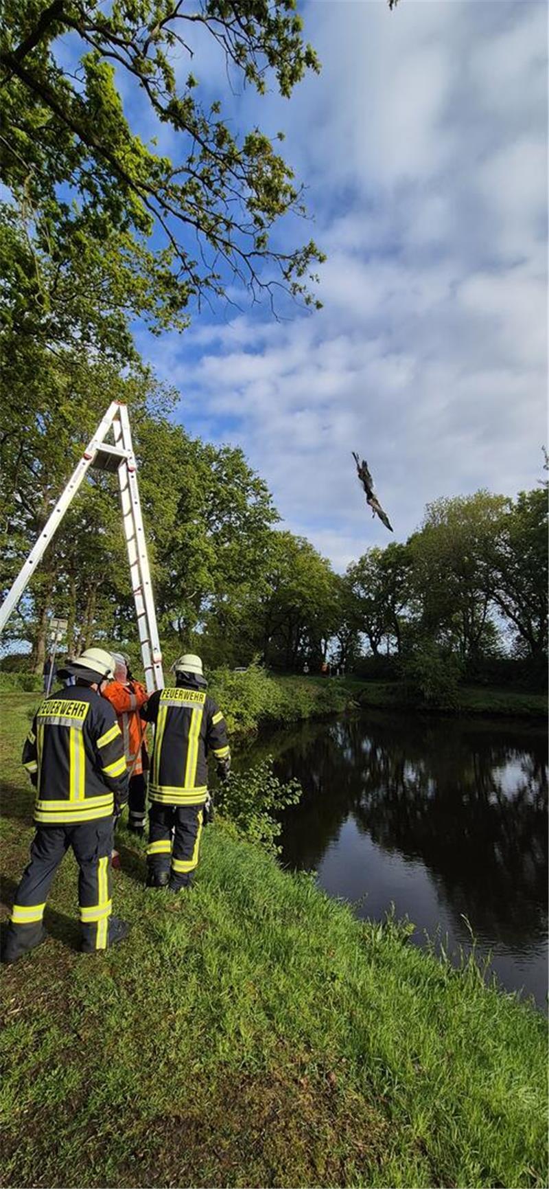 Der Vogel hing über einem Teich fest.