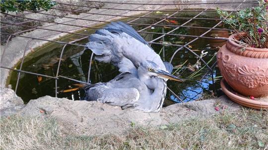 Der Vogel verletzte sich bei dem Versuch, aus dem Gitter zu kommen.