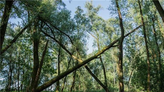 Der Vollhöfner Wald ist Hamburgs 38. Naturschutzgebiet (Archivbild).