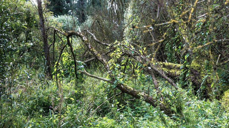 Nabu und CDU fordern mehr naturnahen Wald Der Vollnhöfer Wald.