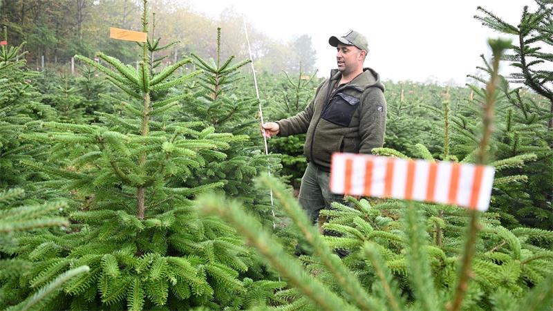 Der Vorsitzende des Christbaumverbandes Baden-Württemberg, Sebastian Fertig, steht in einer Anpflanzung von Weihnachtsbäumen in Mudau im Norden Baden-Württembergs.