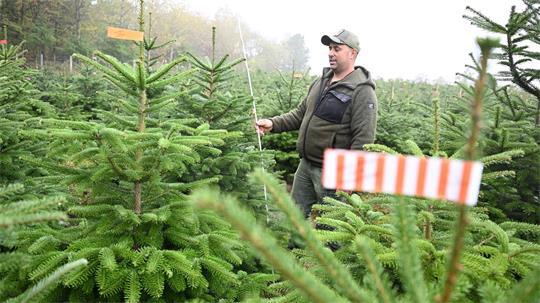 Der Vorsitzende des Christbaumverbandes Baden-Württemberg, Sebastian Fertig, steht in einer Anpflanzung von Weihnachtsbäumen in Mudau im Norden Baden-Württembergs.
