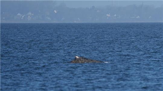 Der Wal, der vor Timmendorfer Strand gestrandet war, hat sich offenbar selbst in der Nacht befreit. 