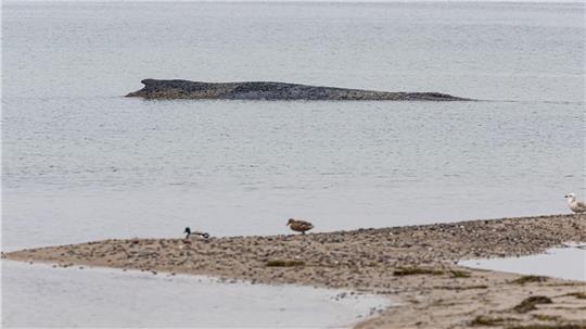 Der Wal harrt weiterhin an der Ostseeküste aus. 