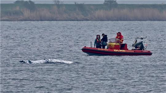 Der Wal ist am frühen Morgen losgeschwommen. Boote, die ihn guiden sollen, sind in seiner Nähe (Archivbild).