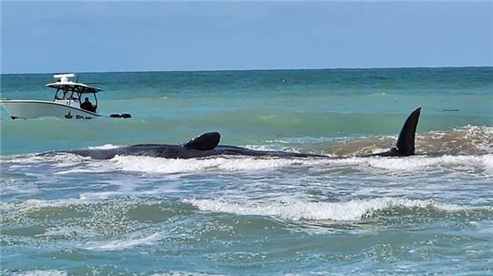 Der Wal ist vor Venice in Florida auf einer Sandbank gestrandet.
