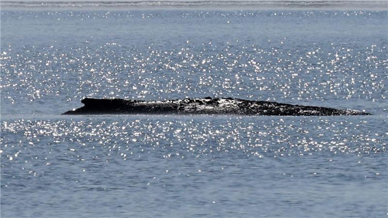 Der Wal ist vor der Ostsee-Insel Poel gestrandet.