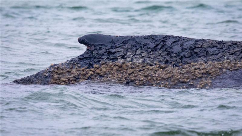 Der Wal ist weiterhin gestrandet. 