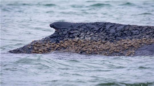 Der Wal ist weiterhin gestrandet. 