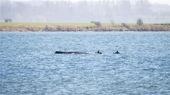 Der Wal lebt laut Wasserschutzpolizei noch.