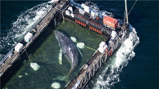 Der Wal liegt am Mittwochmorgen in einem gefluteten Lastschiff kurz vor der dänischen Grenze (Aufnahme aus einem Flugzeug). 