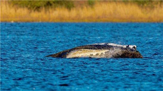 Der Wal liegt immer noch vor der Insel Poel.