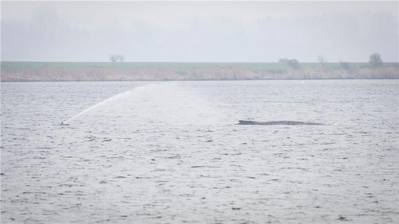 Der Wal liegt seit Tagen vor der Insel Poel. (Archivbild)