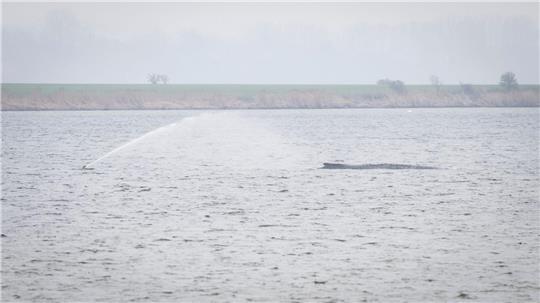 Der Wal liegt seit Tagen vor der Insel Poel. (Archivbild)