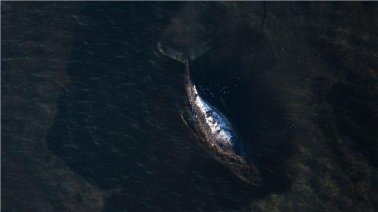 Der Wal liegt weiter fest, aber er lebt noch. 