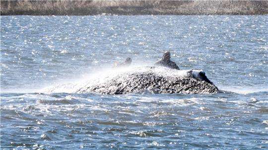 Der Wal liegt weiterhin vor dem Ausgang zur Wismarbucht. (Archivbild)