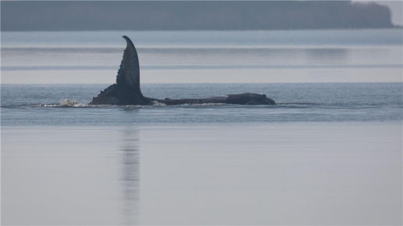 Der Wal reagierte am Morgen mit heftigen Schlägen seiner Schwanzflosse auf einen sich nähernden Taucher.