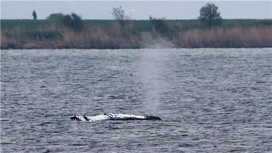 Der Wal schwimmt - wohin, ist zunächst unklar.