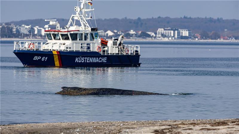 Der Wal sei erkrankt, sagte eine Expertin. 