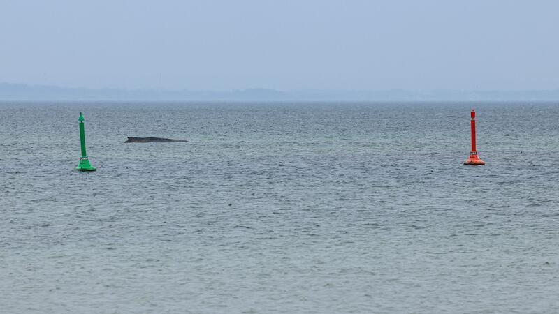 Der Wal sitzt weiterhin fest. Alle bisherigen Rettungsversuche scheiterten.