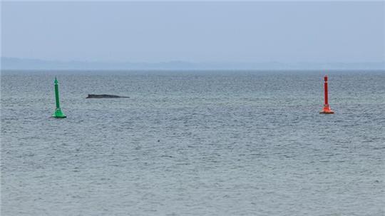 Der Wal sitzt weiterhin fest. Alle bisherigen Rettungsversuche scheiterten.